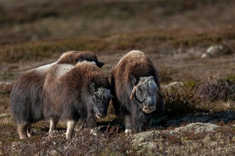 The musk ox calves (Ovibos moschatus) and the slightly older young animals are very agile, they