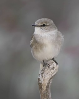 Jacky Winter (Microeca fascinans), Australian Capital Territory, Australia