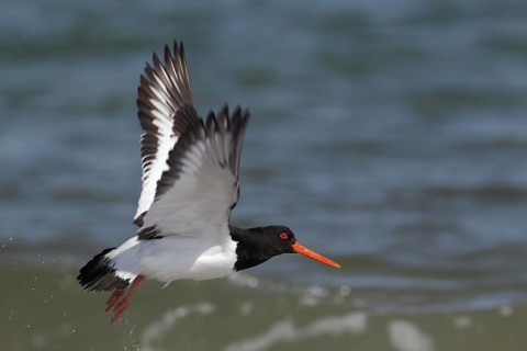 Austernfischer; lat. Haematopus ostralegus; beim Auffliegen über dem Wasser; Nordseeküste, Düne von