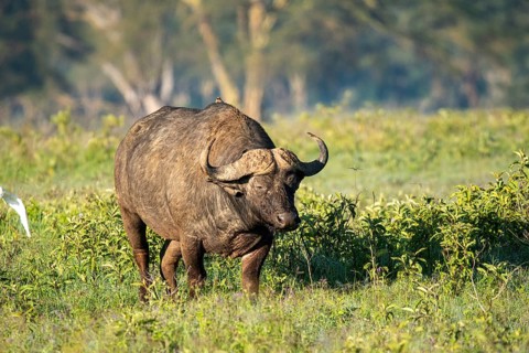 A majestic African buffalo grazes in the lush grasslands of Lake Nakuru, Kenya, showcasing its