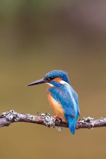 Common kingfisher (Alcedo atthis) adult male bird on a tree branch, England, United Kingdom