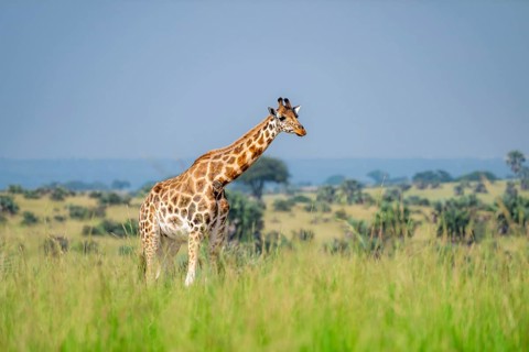 Rothschild's giraffe (Giraffa camelopardalis rothschildi) in green grass, Murchison Falls National