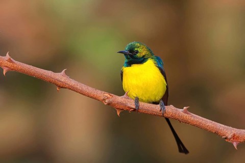 Green-breasted Sunbird, Green-throated Sunbird, (Hedydipna platura), Tendaba camp / Kwinella area,