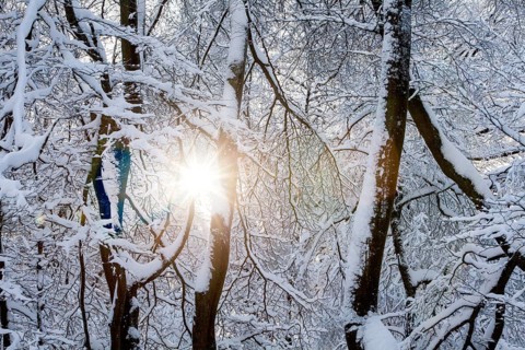 Winter landscape, snowy trees and branches