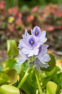 Thick-stemmed water hyacinth (Pontederia crassipes), Stork Botanical Garden for the Blind, Germany