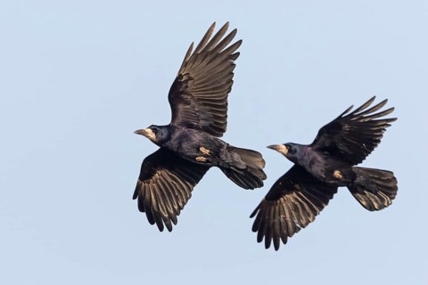 Rook, (Corvus frugilegus), animals, birds, crows, family of corvids, flight photo, two, pair, blue