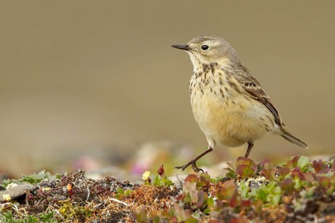 American Pipit (Anthus rubescens) perched on the tundra in Nome, Alaska