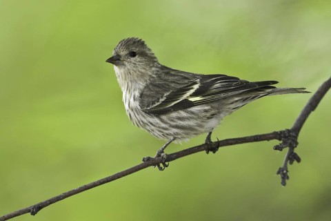 Pine Siskin (Spinus pinus), Arizona, USA