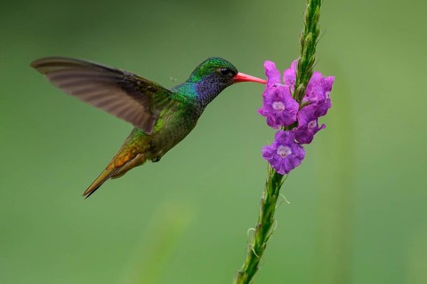 Blue-throated Sapphire (Hylocharis eliciae) flying and feeding at a flower in Costa Rica