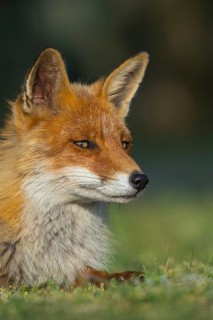 Red Fox (Vulpes vulpes) adult portrait, Netherlands