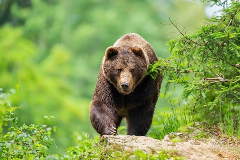 Eurasian brown bear (Ursus arctos arctos) walking up on a rock, Bavarian Forest, Bavaria, Germany