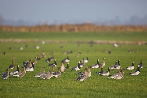 Pink-footed Goose & Barnacle Goose (Anser brachyrhynchus & Branta leucopsis), Netherlands