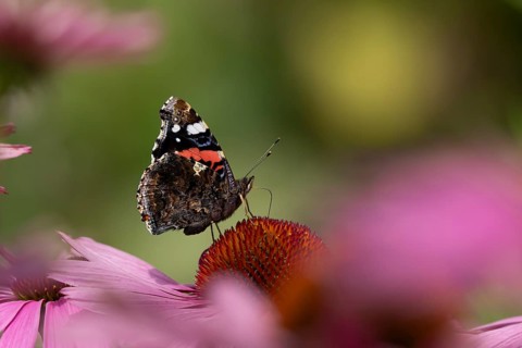 Red admiral butterfly (Vanessa atalanta) adult insect feeding on a garden purple Coneflower
