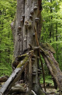 Tinder fungus, (Fomes fomentarius) tree fungus on a beech, (Fagus) deadwood in Reinhardswald,