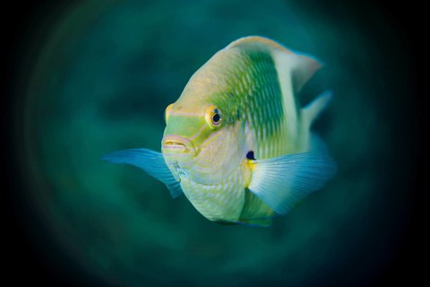 Weißer Riffbarsch, Dischistodus perspicillatus White Damsel, Dischistodus perspicillatus