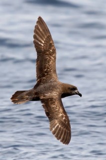 Providence Petrel (Pterodroma solandri) flying, New South Wales, Australia