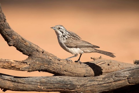 Striped Honeyeater (Plectorhyncha lanceolata) perched on an old tree trunk, Queensland, Australia