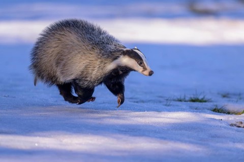 European badger (Meles meles), jumping in a snowy landscape in the last light, Swabian Alb