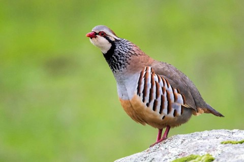 Red-legged Partridge (Alectoris rufa) perched on a rock, Andalusia, Spain