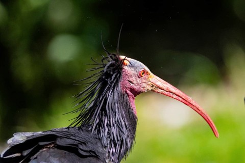 Northern Bald Ibis (Geronticus eremita) Captive Germany
