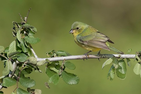 Painted Bunting (Passerina ciris) female on a branch, Texas, USA