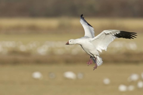 Snow Goose (Anser caerulescens), New Mexico, USA