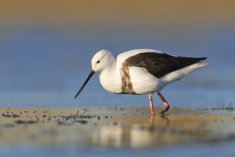 Banded Stilt (Cladorhynchus leucocephalus), Victoria, Australia