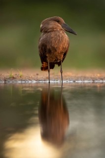 Hamerkop (Scopus umbretta), South Africa