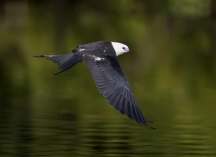 Swallow-tailed Kite (Elanoides forficatus) flying, Florida, USA
