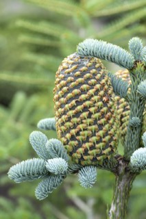 Noble fir (Abies procera 'Glauca'), Cambridge Botanical Garden, Germany