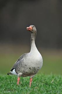 Greylag goose (Anser anser), standing in a meadow, Switzerland