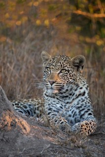 Leopard (Panthera pardus) immature portrait, Sabi Sands, South Africa
