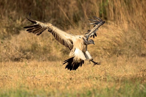 Slender-billed Vulture (Gyps tenuirostris) landing, Preah Vihear, Cambodia
