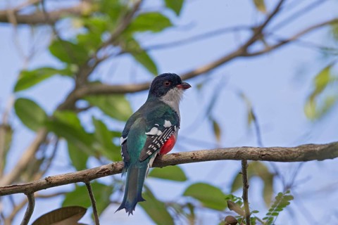 Cuban Trogon (Priotelus temnurus), Cuba