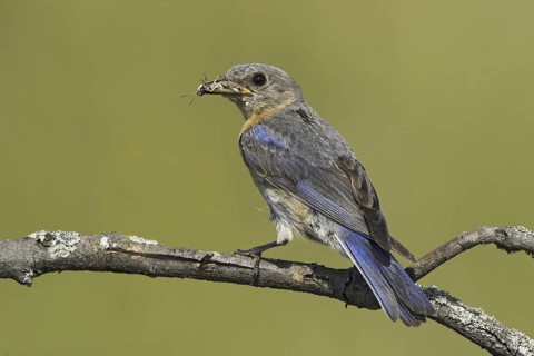 Eastern Bluebird (Sialia sialis), Ontario, Canada