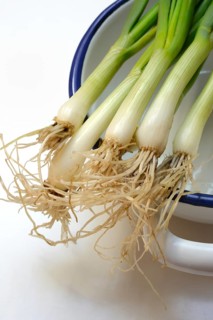 Spring onion with roots in skin, onion