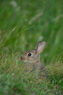 Rabbit (Oryctolagus cuniculus) juvenile baby wild animal in grassland in summer, England, United