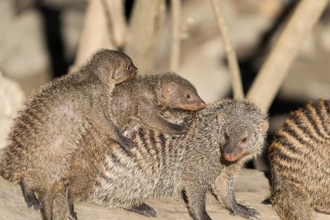 Two young zebra mongooses (Mungos mungo) ride on an adult animal in the soft morning light. East,