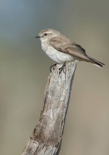 Jacky Winter (Microeca fascinans), Victoria, Australia