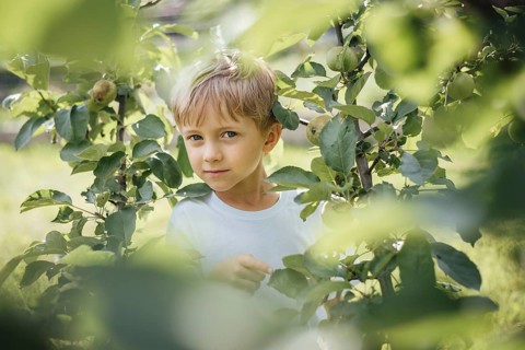 5-6 year old boy looking through the branches of apple tree