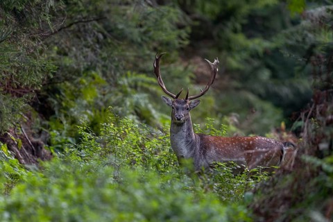 Fallow deer (Dama dama) crossing a forest aisle, autumn, rut, fallow deer rut, October, Germany