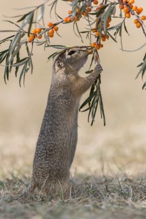 One European ground squirrel (Spermophilus citellus) or European souslik standing erected in dry