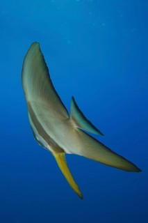 Round-headed batfish juvenile (Platax orbicularis)