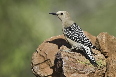 Gila Woodpecker (Melanerpes uropygialis), Arizona, USA