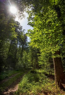 Forest path through light-flooded deciduous forest, forestry, summer, Mondseeland, Salzkammergut,