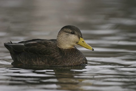 American Black Duck (Anas rubripes), Ohio, USA