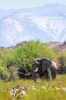 African elephant (Loxodonta africana), in the green Ugab river valley, desert elephant and herd of