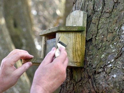 Paint squirrel feeder with linseed oil, Schleswig-Holstein, Germany
