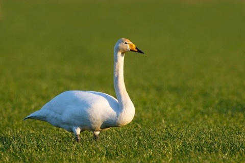 Whooper Swan (Cygnus cygnus), North Rhine-Westphalia, Germany