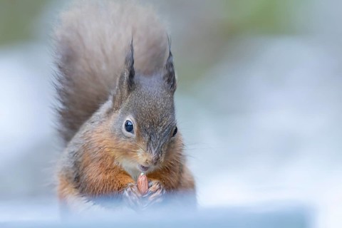 Red squirrel (Sciurus vulgaris) adult animal eating a nut in snow in winter, England, United
